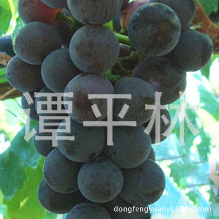 黑色甜菜葡萄苗