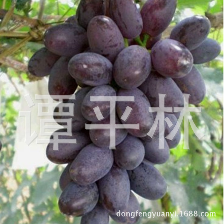 黑巴拉多葡萄苗