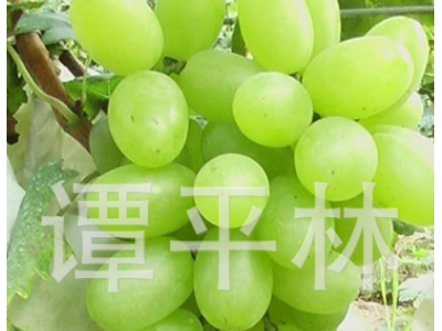 早熟阳光玫瑰葡萄苗 大泽山葡萄树苗 新品葡萄水果苗肉嫩汁多图3