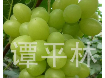 早熟阳光玫瑰葡萄苗 大泽山葡萄树苗 新品葡萄水果苗肉嫩汁多图2