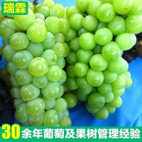 早熟阳光玫瑰葡萄苗 大泽山葡萄树苗 新品葡萄水果苗肉嫩汁多
