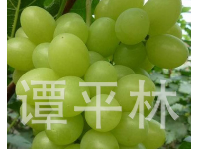 早熟阳光玫瑰葡萄苗 大泽山葡萄树苗 新品葡萄水果苗肉嫩汁多图4