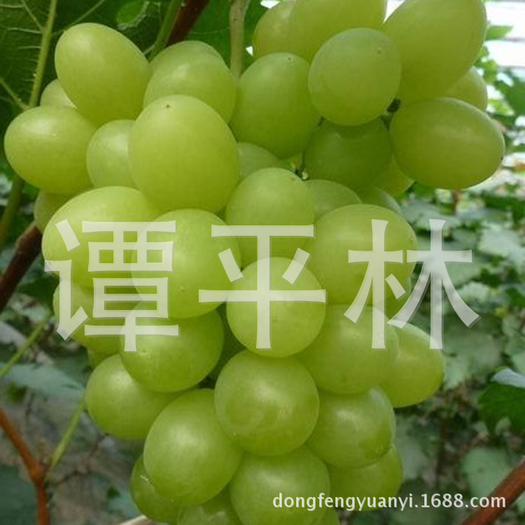 阳光玫瑰葡萄苗