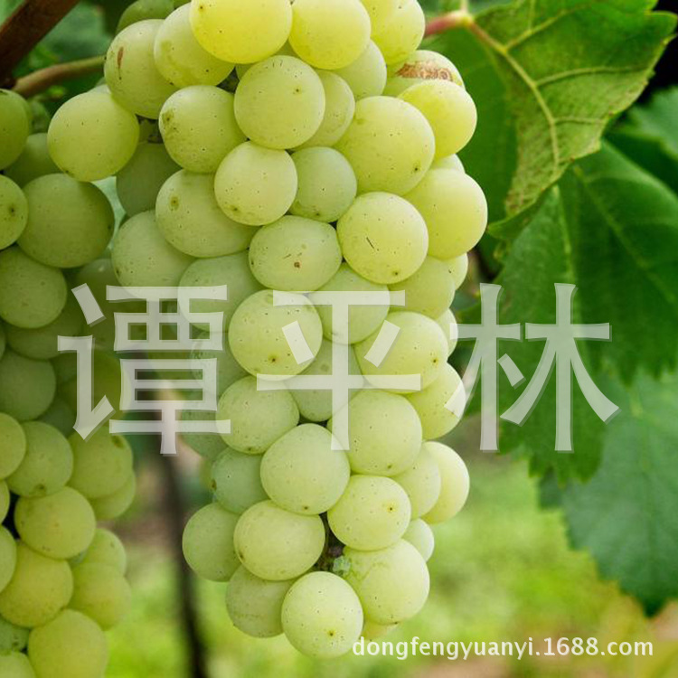 阳光玫瑰葡萄苗