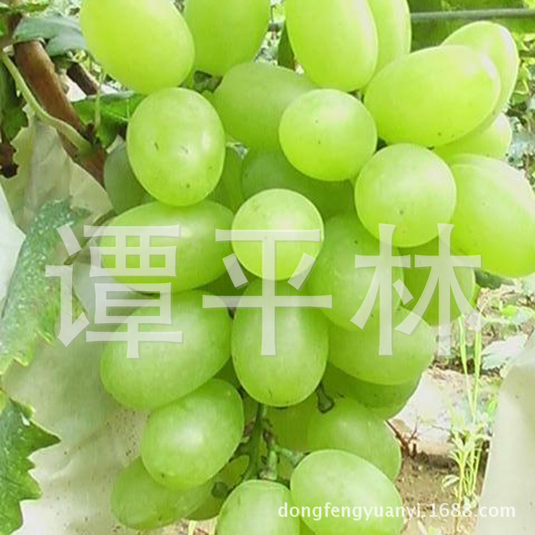 阳光玫瑰葡萄苗