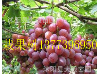 果树苗 提子树苗巨峰葡萄树苗 无籽提子苗图4