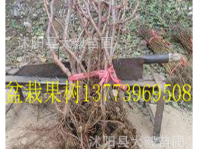 果树苗 提子树苗巨峰葡萄树苗 无籽提子苗图2