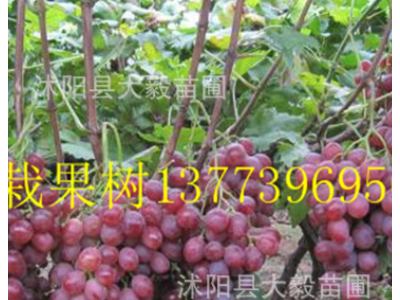 果树苗 提子树苗巨峰葡萄树苗 无籽提子苗图3
