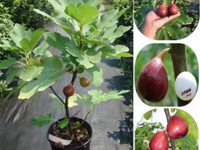 无花果树苗波姬红南方北方盆栽地栽阳台庭院种植当年挂果包邮现货图4