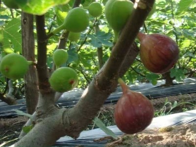 无花果树苗波姬红南方北方盆栽地栽阳台庭院种植当年挂果包邮现货图3