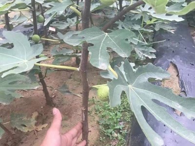 无花果树苗波姬红南方北方盆栽地栽阳台庭院种植当年挂果包邮现货图5