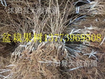 果树苗黄心猕猴桃苗批发软枣猕猴桃红心猕猴桃树苗包邮现货图2