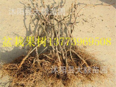 果树苗黄心猕猴桃苗批发软枣猕猴桃红心猕猴桃树苗包邮现货图3