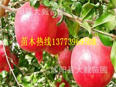 批发石榴果树苗突尼斯软籽石榴苗软籽无籽南北方种植现货包邮图3