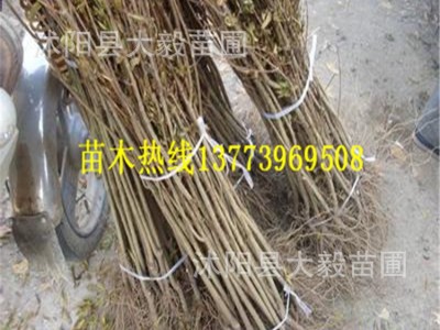 批发石榴果树苗突尼斯软籽石榴苗软籽无籽南北方种植现货包邮图2