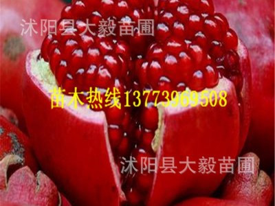 批发石榴果树苗突尼斯软籽石榴苗软籽无籽南北方种植现货包邮图4