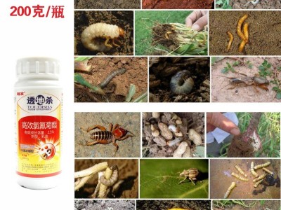 地下害虫专用杀虫剂 蝼蛄蛴螬地老虎金针虫蟋蟀地蚜药材 200g包邮图4
