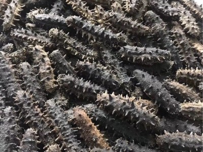 产地供应大连海参1件50克，一件代发，肉厚口感好，散装复称销售图5