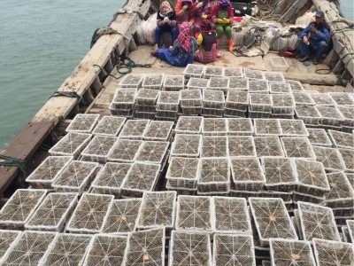 大连鲍鱼干500头300头200头100头80-50头40头3０头，散装复称销售图3