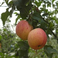 苹果树苗根系发达品种多样1-4年苹果树苗全国供应稳产苹果苗