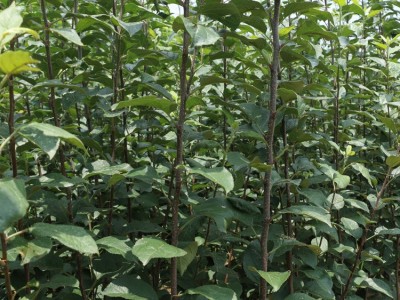 苹果树苗根系发达品种多样1-4年苹果树苗全国供应稳产苹果苗图2