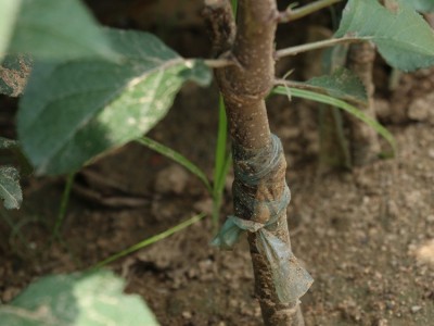 苹果树苗根系发达品种多样1-4年苹果树苗全国供应稳产苹果苗图5