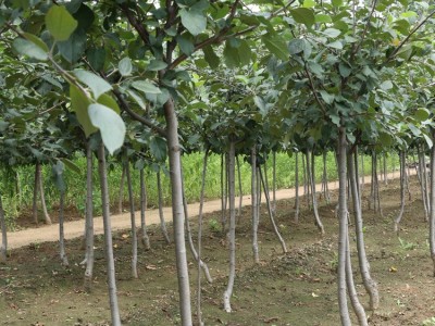 嫁接矮化苹果树苗 脱毒烟富苹果苗 可南北方种植带技术图4