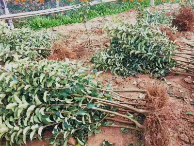 苹果树苗果苗嫁接苗盆栽南方北方种植黑钻苹果苗庭院地栽当年结果图3