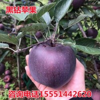 苹果树苗果苗嫁接苗盆栽南方北方种植黑钻苹果苗庭院地栽当年结果