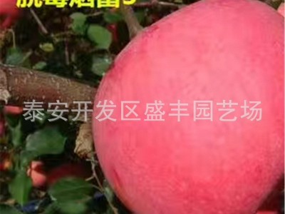 苹果树苗果苗嫁接苗盆栽南方北方种植黑钻苹果苗庭院地栽当年结果图4