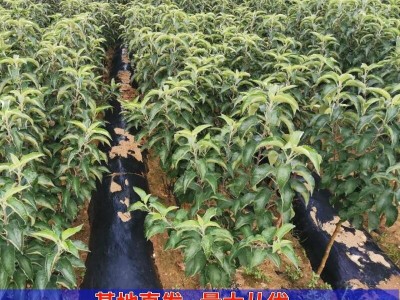苹果树苗果苗嫁接苗盆栽南方北方种植黑钻苹果苗庭院地栽当年结果图2