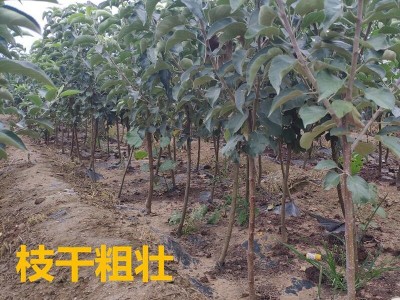 海棠果苗树沙果123小苹果红花果南北方地栽盆栽种植嫁接当年结果图4