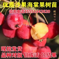 海棠果苗树沙果123小苹果红花果南北方地栽盆栽种植嫁接当年结果