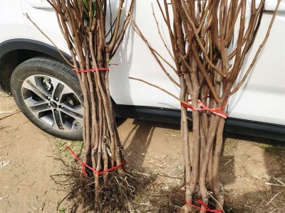 日本脆甜柿果苗富有甜柿 柿子树苗盆栽地栽果树苗 不脱涩摘下即食图2