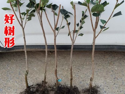 日本脆甜柿果苗富有甜柿 柿子树苗盆栽地栽果树苗 不脱涩摘下即食图3