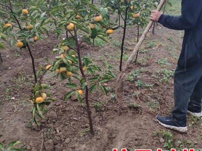 日本脆甜柿果苗富有甜柿 柿子树苗盆栽地栽果树苗 不脱涩摘下即食图4