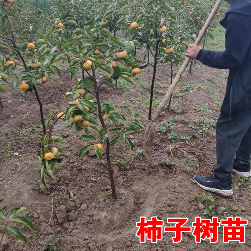 智贝主图_1柿子苗树甜脆磨盘黑柿火晶柿子苗特大当年结果南方