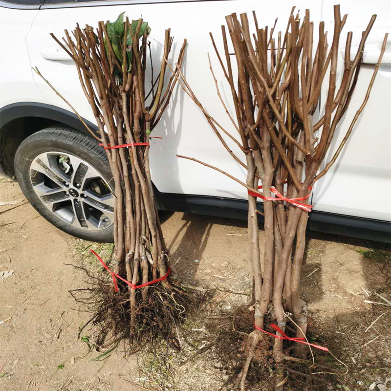 智贝主图_3柿子苗树甜脆磨盘黑柿火晶柿子苗特大当年结果南方