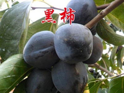 嫁接柿子结果树苗无核脆甜柿子盆栽地栽庭院南北方果树苗图3