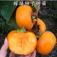 嫁接柿子结果树苗无核脆甜柿子盆栽地栽庭院南北方果树苗