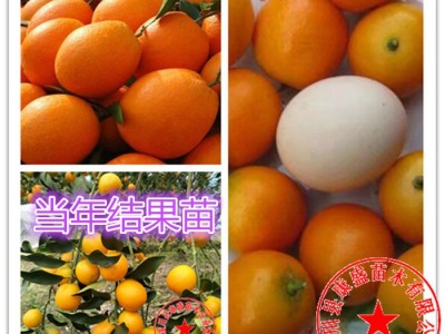 金桔苗橙子苗沙糖桔苗砂糖桔脐橙苗金桔树苗遂川当年带果发货图2