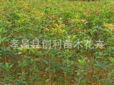 湖北桂花树苗金桂丹桂四季桂八月桂血桂庭院盆栽浓香型绿植花卉图4