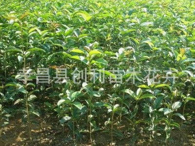 湖北桂花树苗金桂丹桂四季桂八月桂血桂庭院盆栽浓香型绿植花卉图2