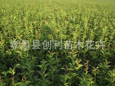 湖北桂花树苗金桂丹桂四季桂八月桂血桂庭院盆栽浓香型绿植花卉图3