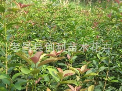 湖北桂花树苗金桂丹桂四季桂八月桂血桂庭院盆栽浓香型绿植花卉图5