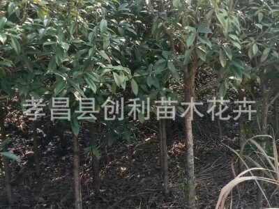 湖北桂花树苗庭院小区绿化景观树八月桂花树苗圃桂花树4CM桂花树图3
