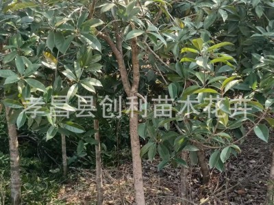 湖北桂花树苗庭院小区绿化景观树八月桂花树苗圃桂花树4CM桂花树图2