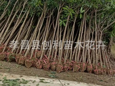 湖北桂花树苗庭院小区绿化景观树八月桂花树苗圃桂花树4CM桂花树图4