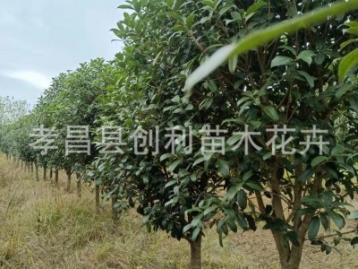 浓香型花卉树桂花树各种规格八月桂金桂银桂四季桂花工程道路绿化图4