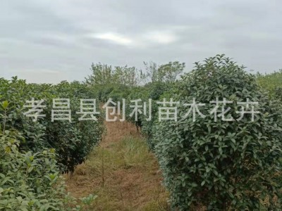浓香型花卉树桂花树各种规格八月桂金桂银桂四季桂花工程道路绿化图3